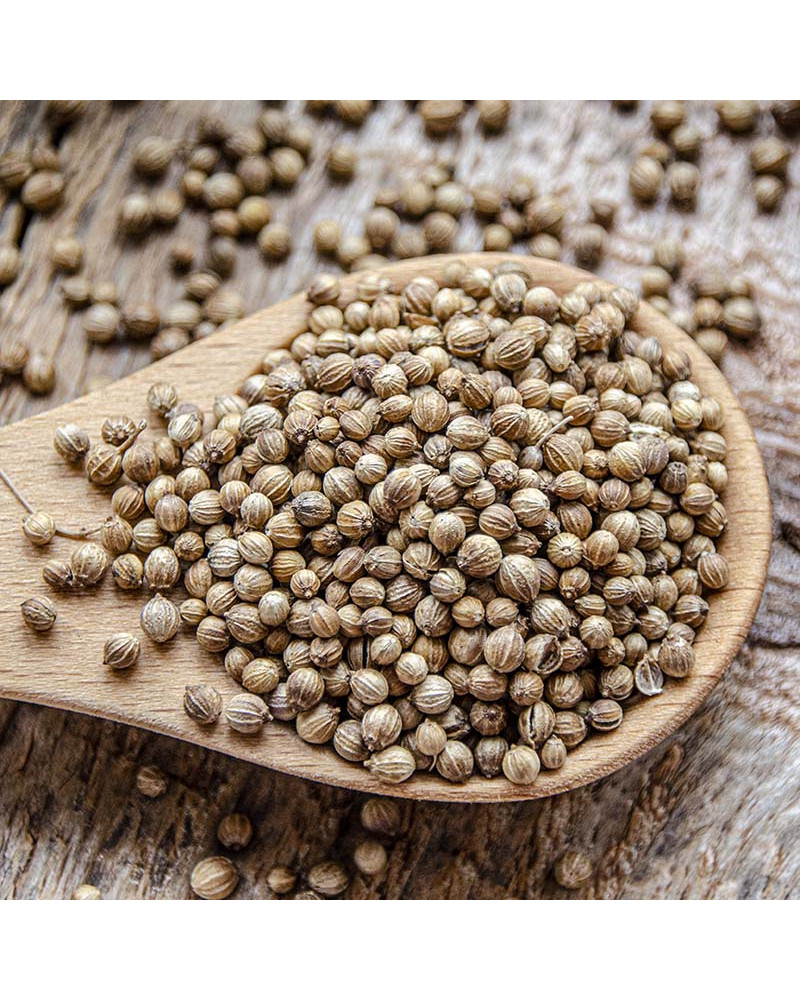 Coriander Seeds