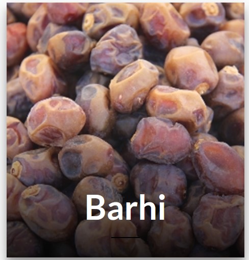 Barhi